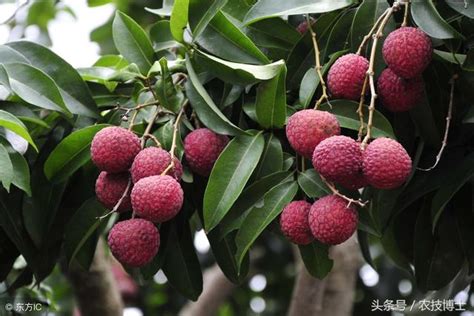 荔枝樹種植|【荔枝樹 種植】荔枝樹種植秘笈！瞭解栽培管理指南，打造豐碩。